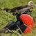 Great Frigatebird